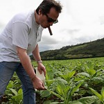 Mitchell Peru Tobacco Field